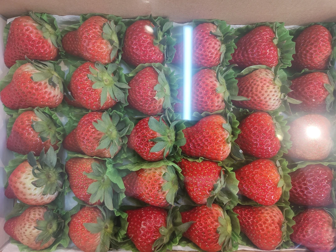 丹东99草莓，一盒28个果左右