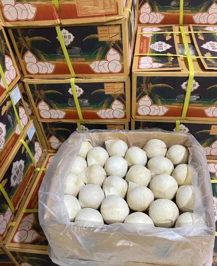 三亚小奶椰牛奶香椰精选10个装 全国三通空运包邮
