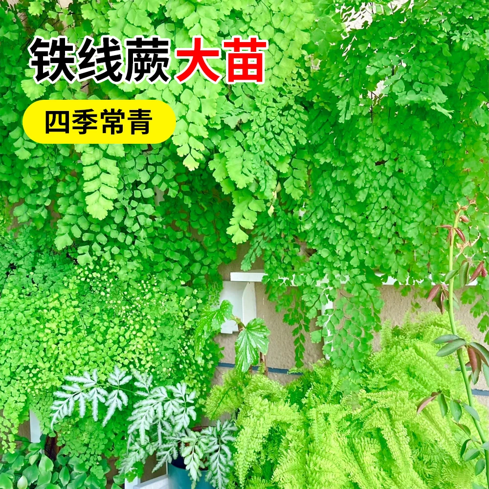 铁线蕨大苗盆栽飞雪德国人净化空气植物办公室花卉室内绿植四季