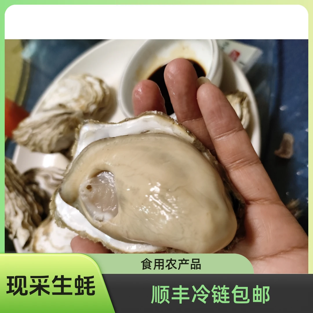 【助农专属】霞关生蚝现采生蚝顺丰冷链包邮1500克3斤