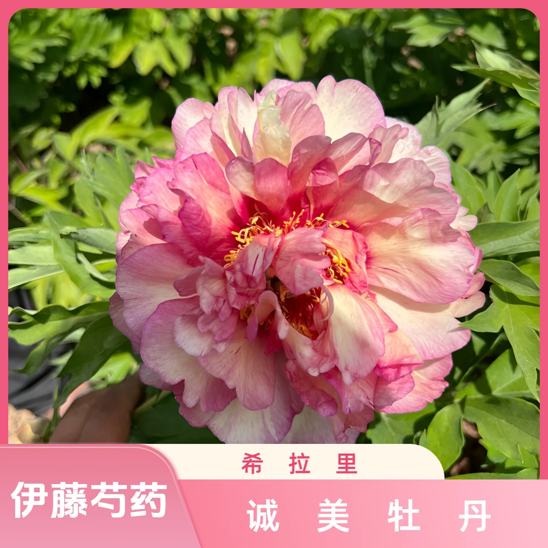 【希拉里伊藤芍药】进口复古色品种  花苗现挖现发 基地直发