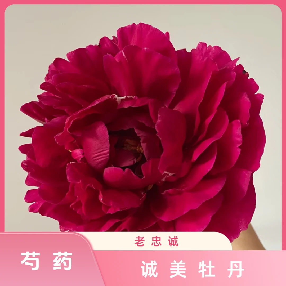 【老忠诚】进口芍药天鹅绒黑红色系 花苗现挖现发 裸根发货