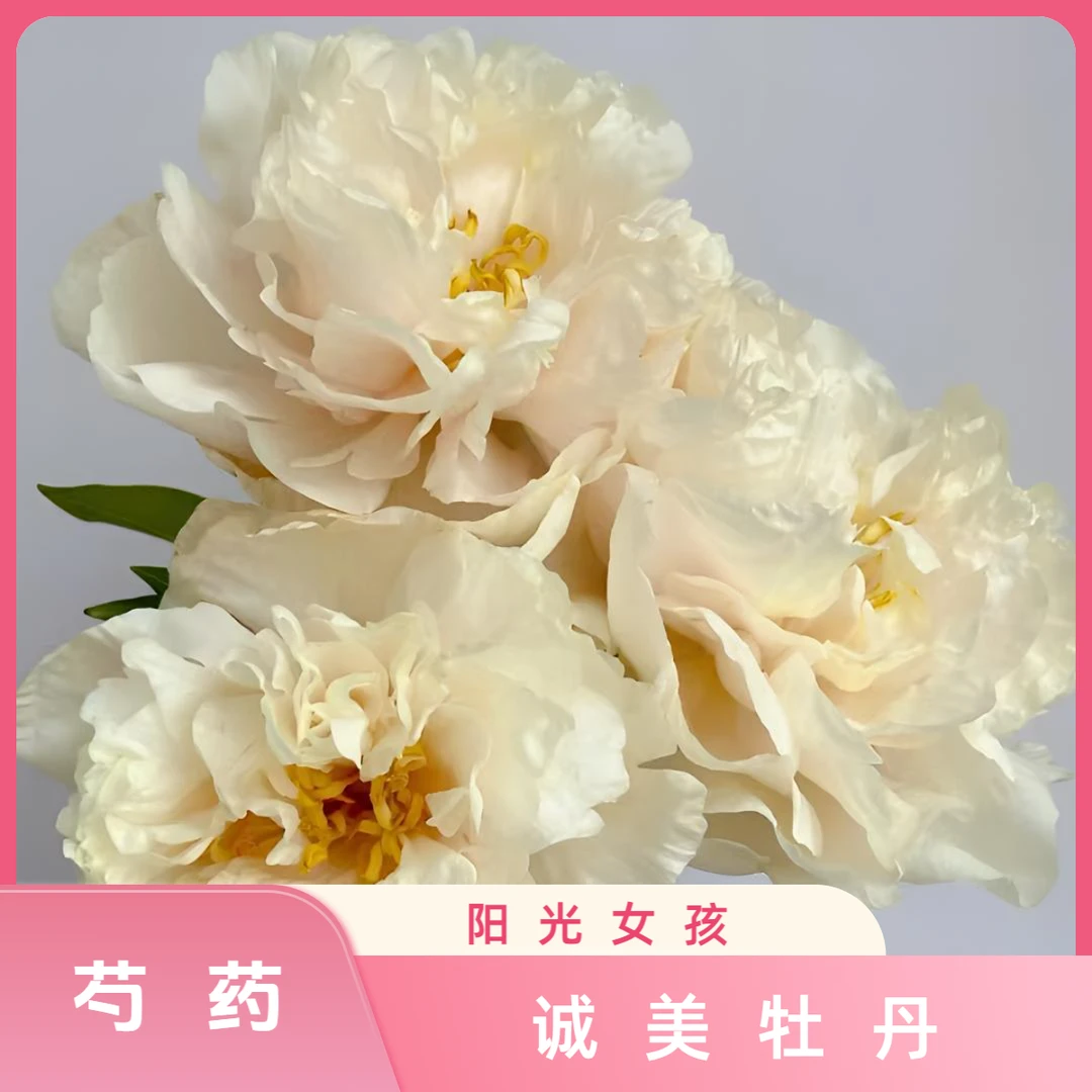 【阳光女孩芍药】Sunny Girl 进口香槟色 花苗现挖现发 基地直发