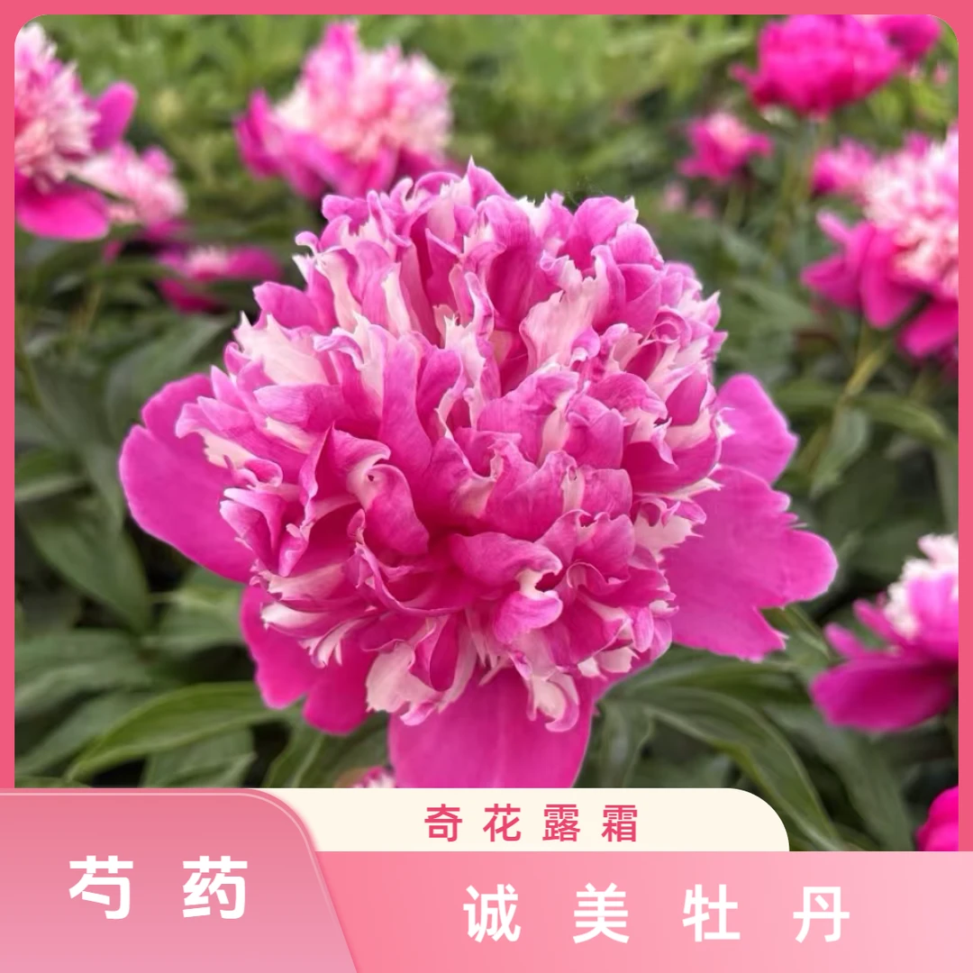 【奇花露霜芍药】复色系重瓣芍药 现挖现发 基地直发