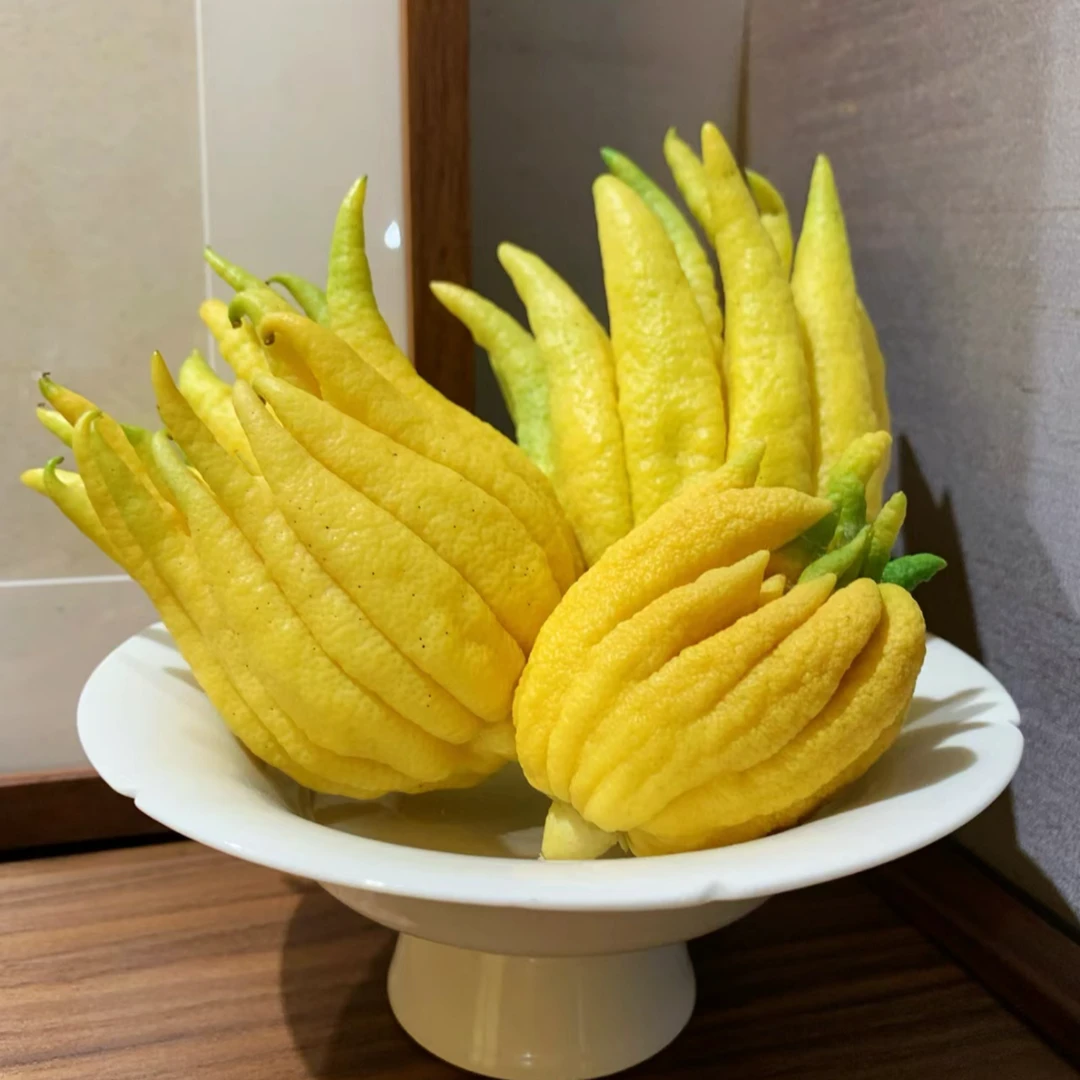 100-200 【一物一拍】-精品佛手柑 高端植物花材观赏室内