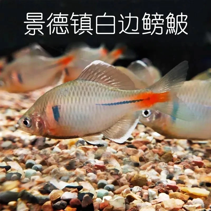 白边鳑鲏鱼。景德镇白边鳑鲏鱼