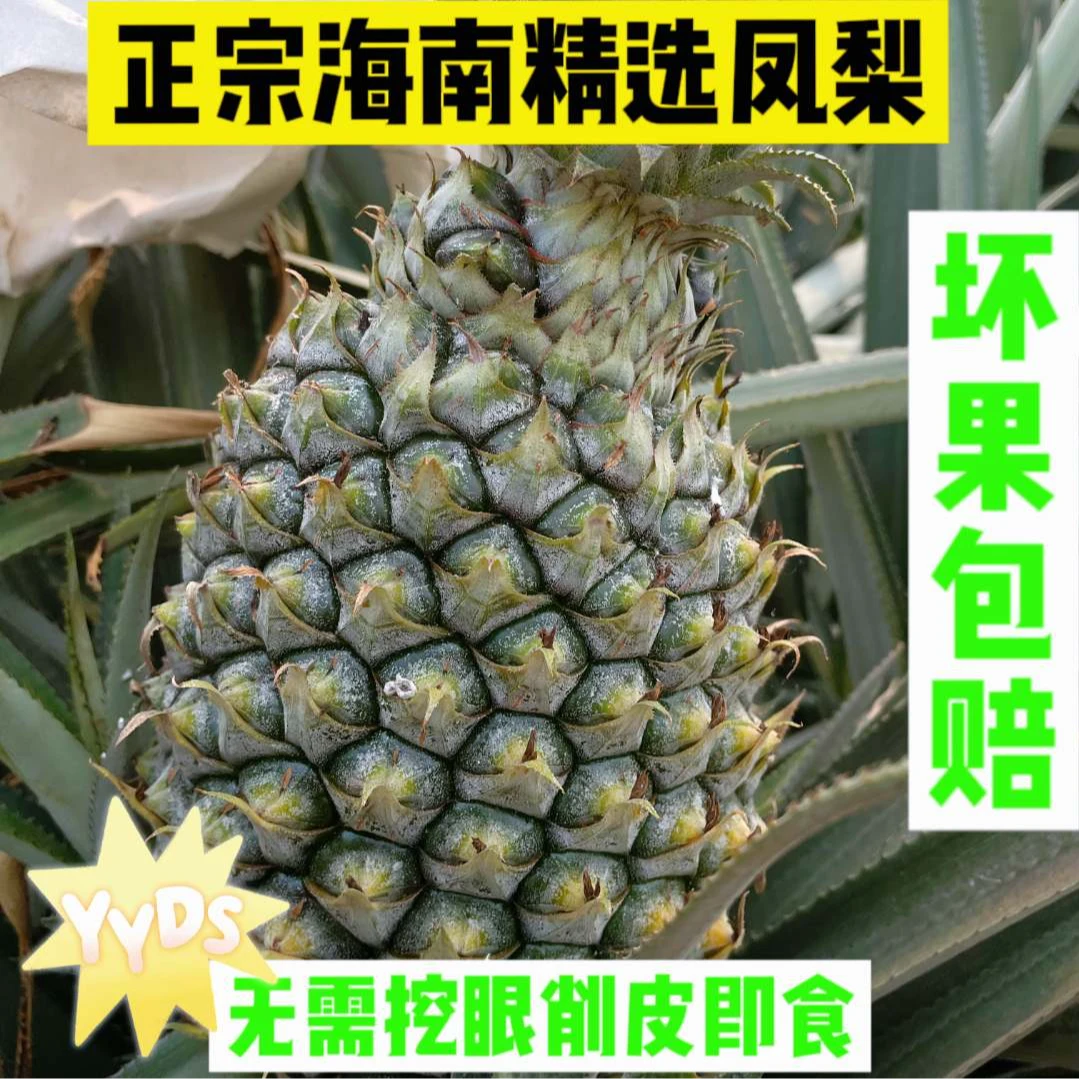 正宗海南手撕凤梨当季新鲜特大热带香甜多汁新鲜坏果包赔