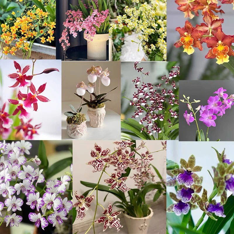 直播间—兰花专拍