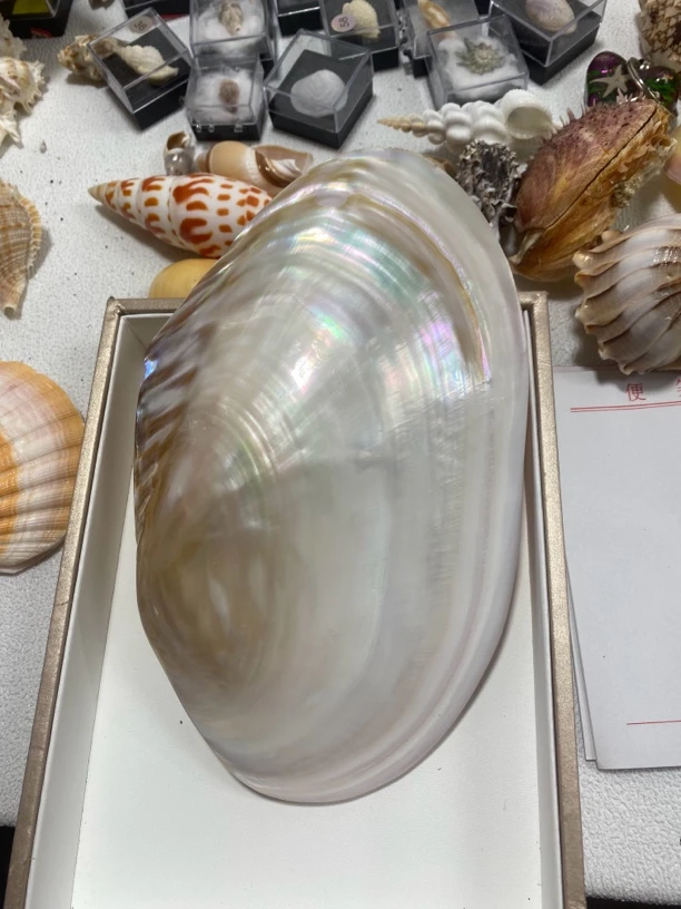 珍珠河蚌20-21厘米收藏品摆件品
