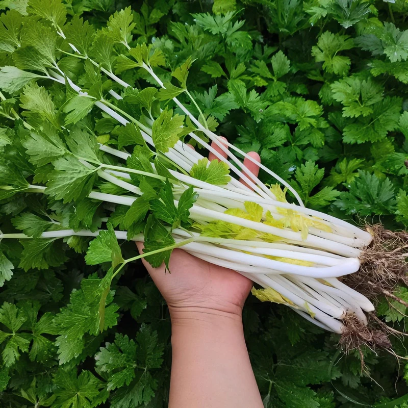 湖南南县农家白芹菜新鲜本地实心食用白杆白梗小香芹菜应季蔬菜