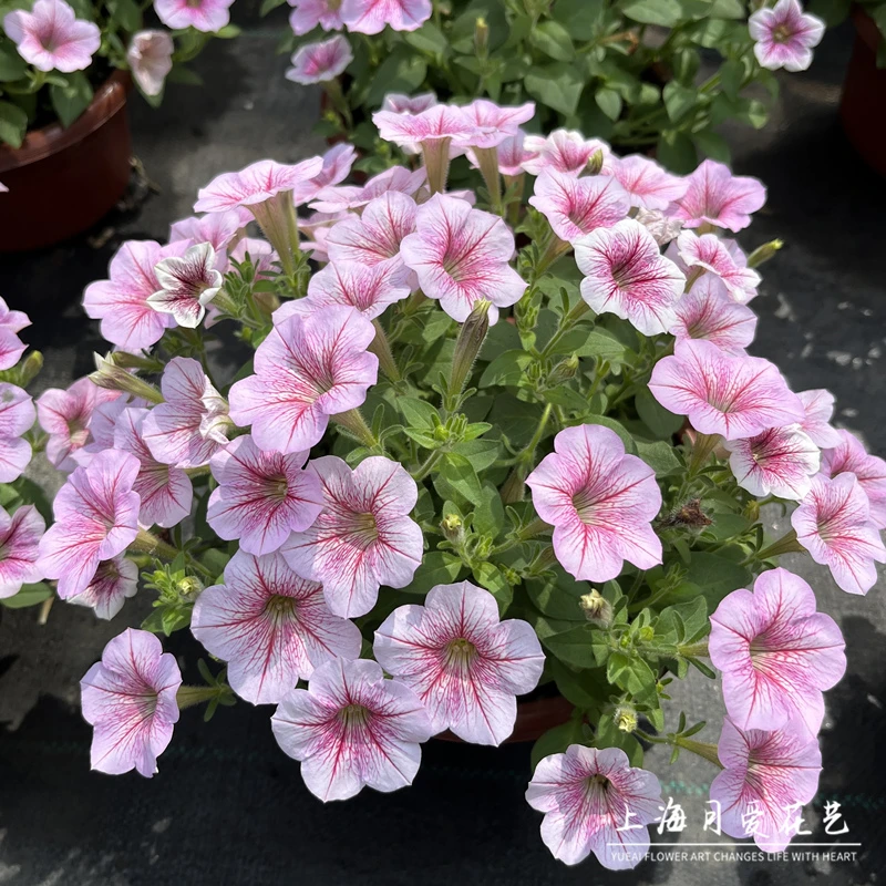 矮牵牛花苗盆栽植物阳台庭院花卉垂吊牵牛花舞春花百万小玲花量大