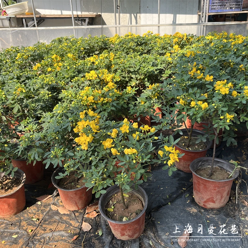 黄金梅盆栽 净化空气室外耐寒花卉花期久 多年生灌木花苗满树花苞