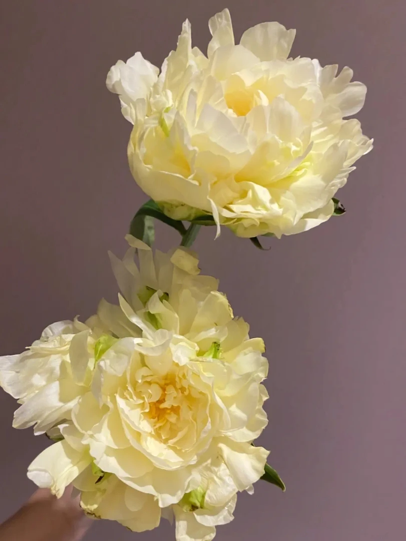 黄根芍药黄金轮8-12芽