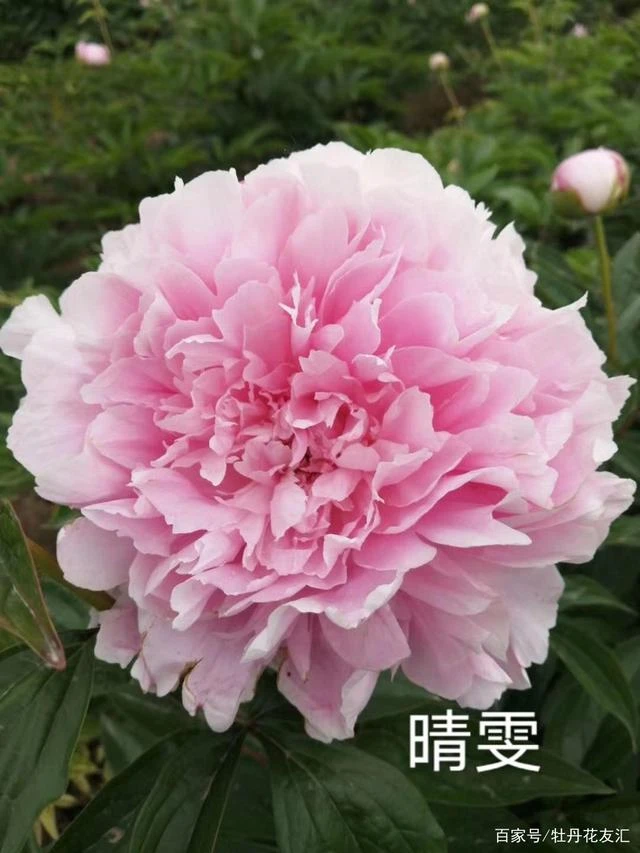 芍药晴雯8-12芽(15天内发货)