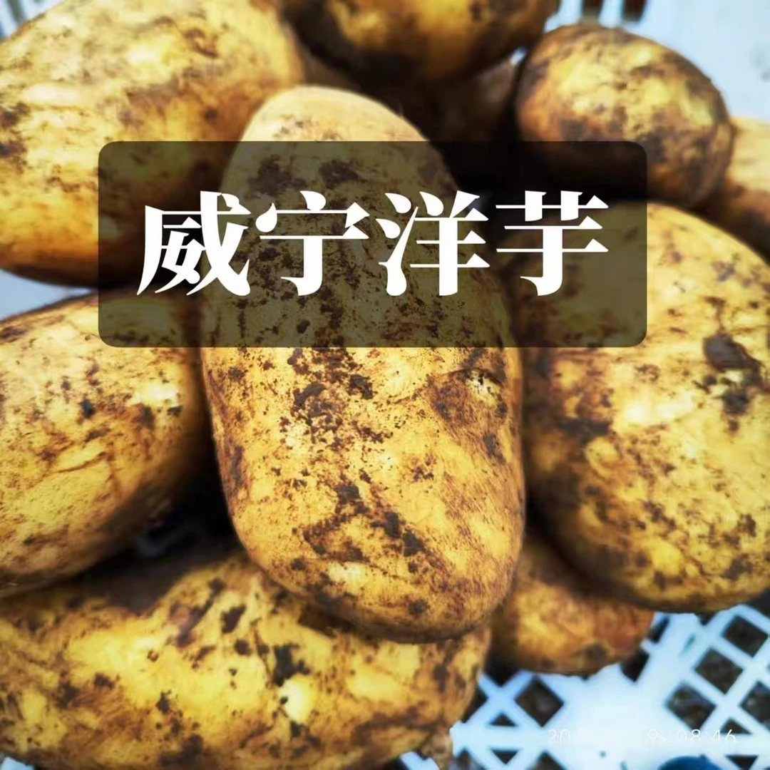 贵州威宁高原土豆高山米拉洋芋白皮黄心洋芋粉果土豆马铃薯山药蛋