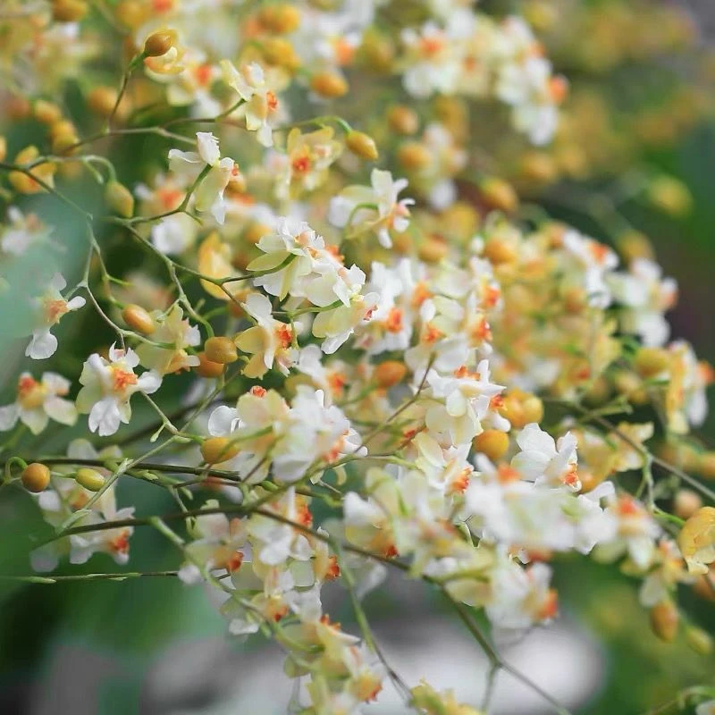 文心兰带花苞浓香型梦香兰带盆室内客厅阳台罗曼香水文心兰花冬季