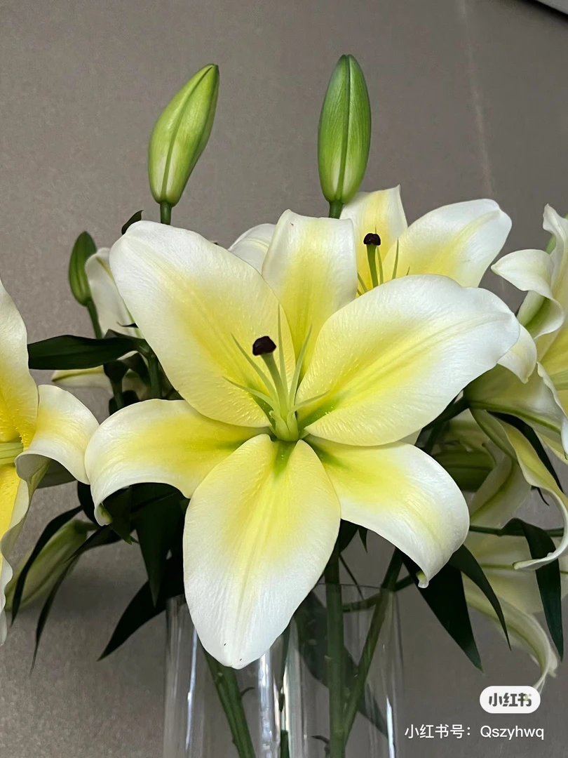 8号木门百合，2把20枝，看好再拍 我要买我不售后
