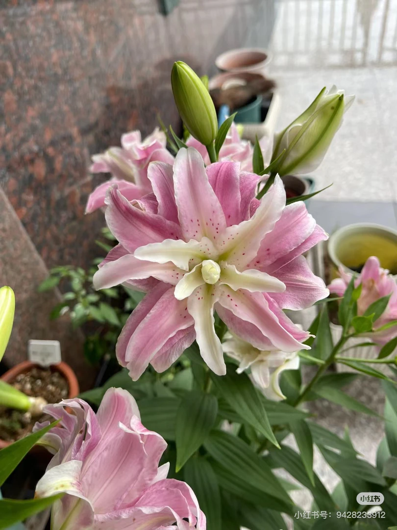 下播单瓣百合混头个别畸形，我要买我不售后