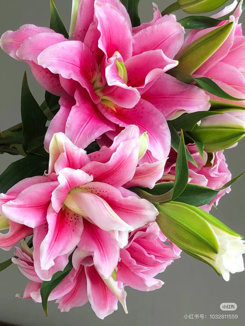 4号箱子重瓣百合一把10枝，看好再拍我要买我不售后