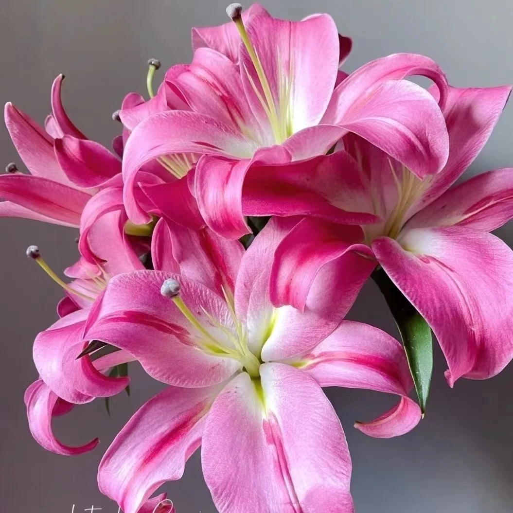 12号大花帕拉佐鲜切百合纯多头，A级我要买我不售后