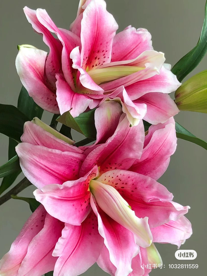 8号重瓣百合混品种我要买 我不售后