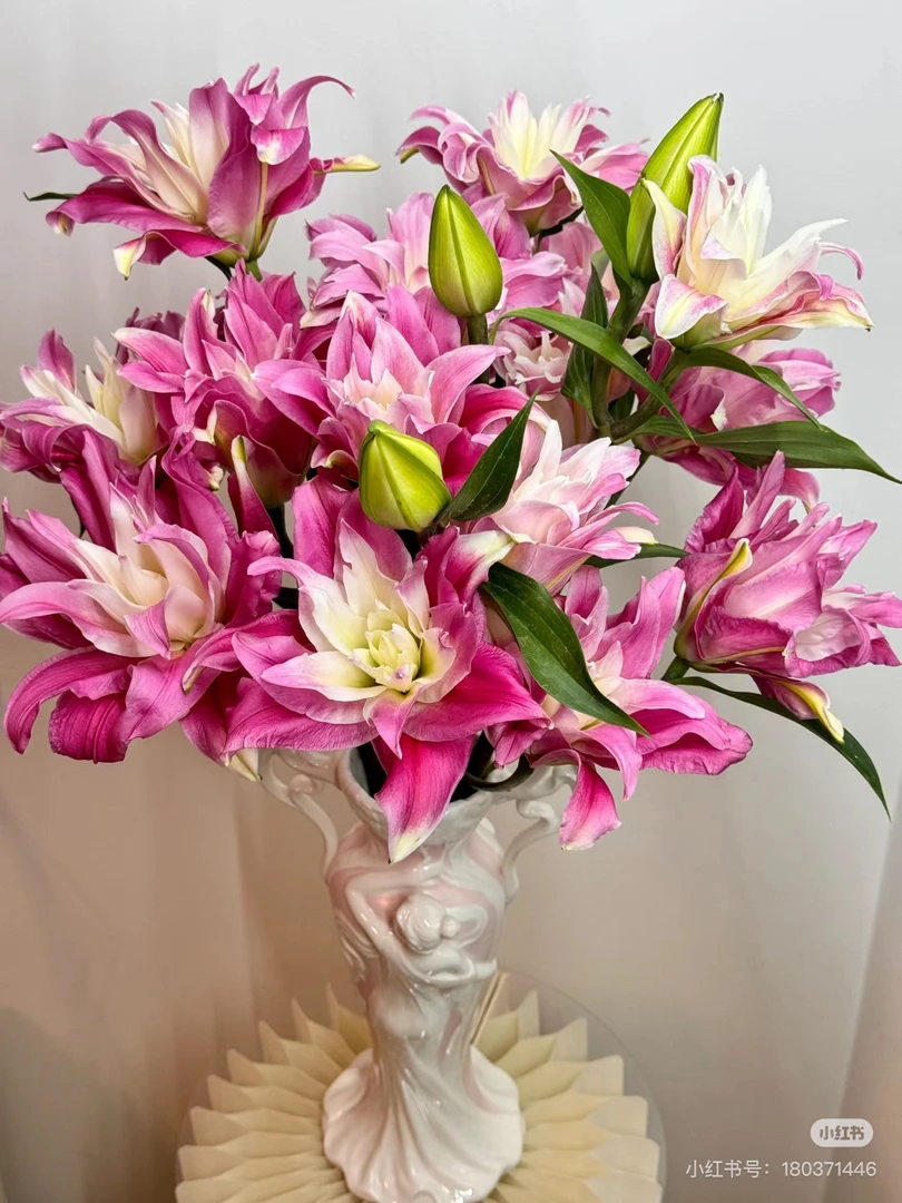 红丝带重瓣百合多头，我要买我不售后
