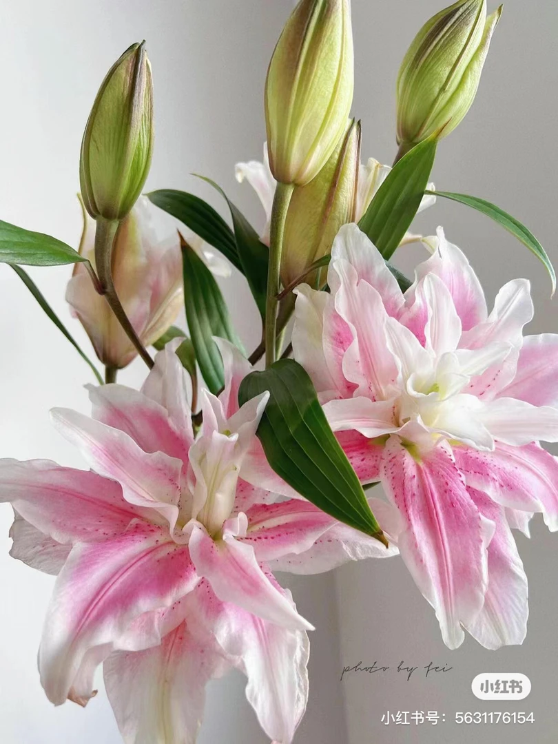 伊沙贝拉百合2把20枝，有空包有不会开的，我要买我不售后