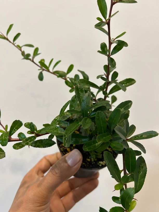 姬火棘绿植精选小盆栽