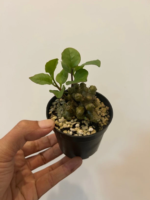 三七绿植小盆栽精品植物