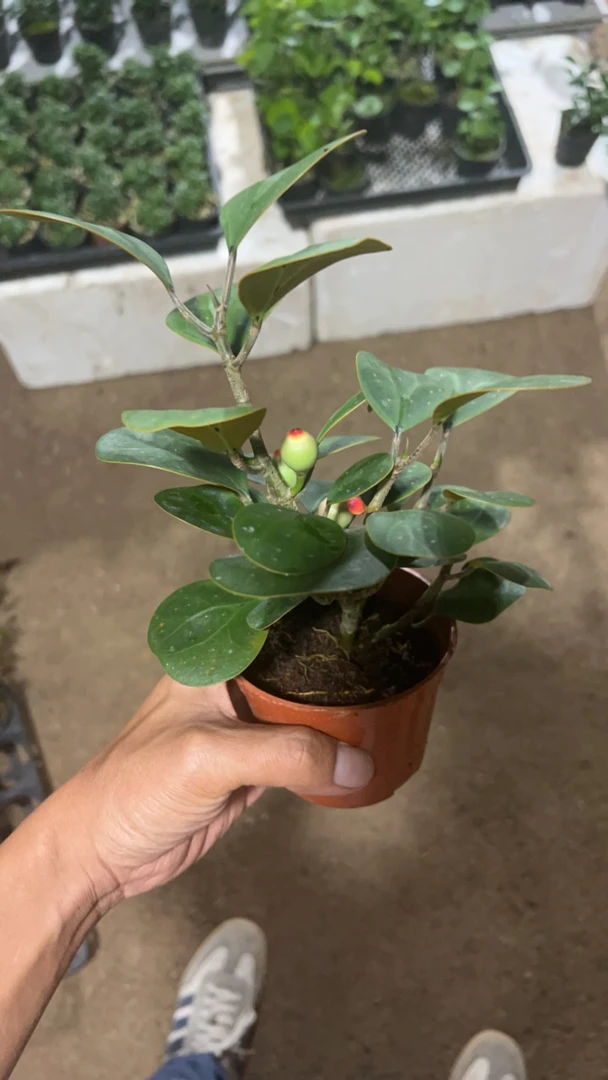 小胖菩提精品绿植盆栽