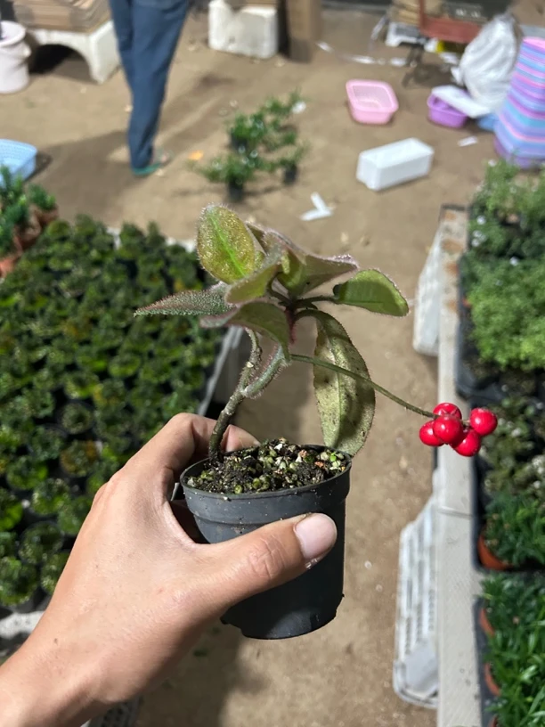 虎舌红精品小绿植