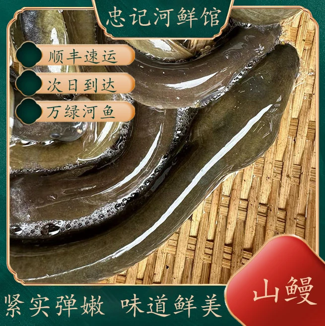 山鳗鲜鳗鱼大头鳗溪水鳗淡水山鳗顺丰活体发货
