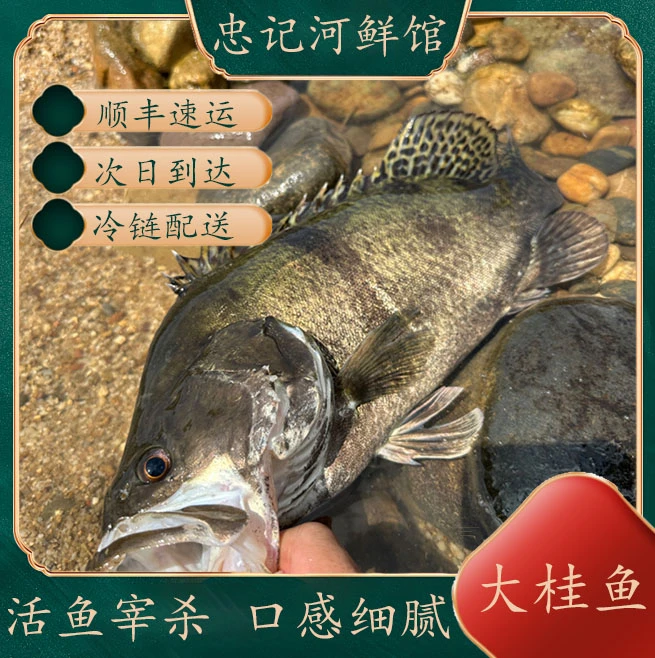 原生态桂花鱼桂花鱼桂花鱼新鲜活杀发货桂鱼季花鱼石丰富营养斑鱼