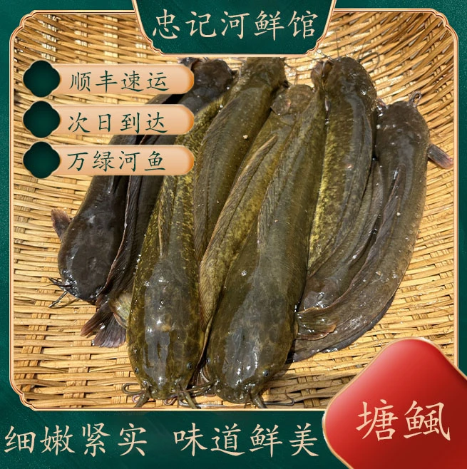 正宗塘鲺三黄塘鲺胡子鲶鱼塘角鱼土塘鲺鱼塘虱淡水鱼