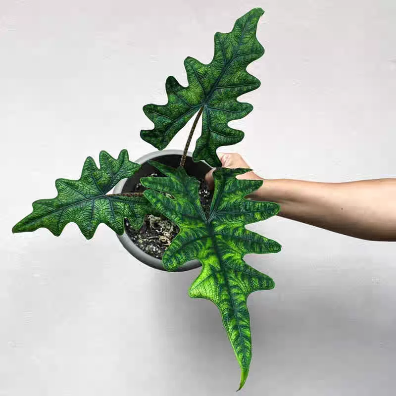 杰克林海芋四季常青盆栽有所植网红耐阴好养活高颜值原种绿植