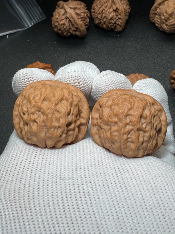 山地果石门元宝小尺寸