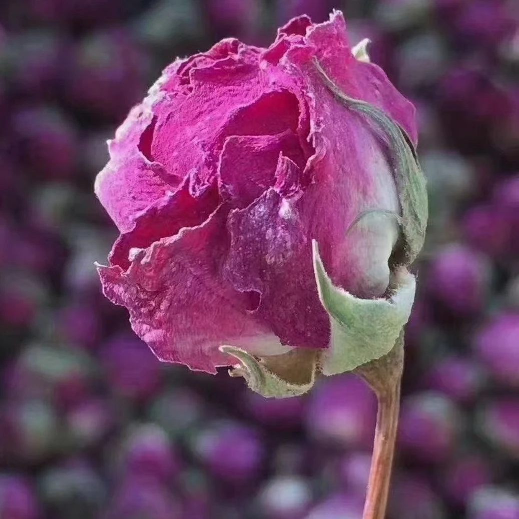 新疆和田大马士革大枣玫瑰100克新疆直发包邮