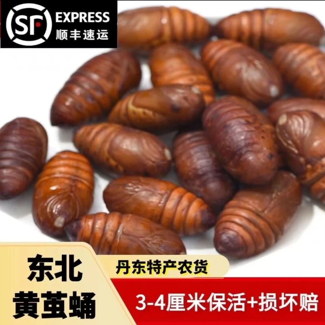 包邮丹东特产新鲜茧蛹小黄茧蛹3-4cm高蛋白高营养绿色低脂肪
