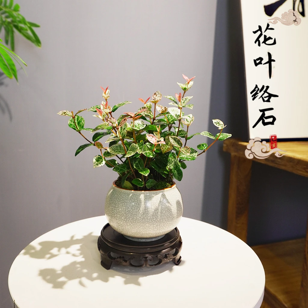 花叶络石四季五彩花卉盆栽绿萝吊兰阳台常春藤爬藤绿植物庭院垂吊