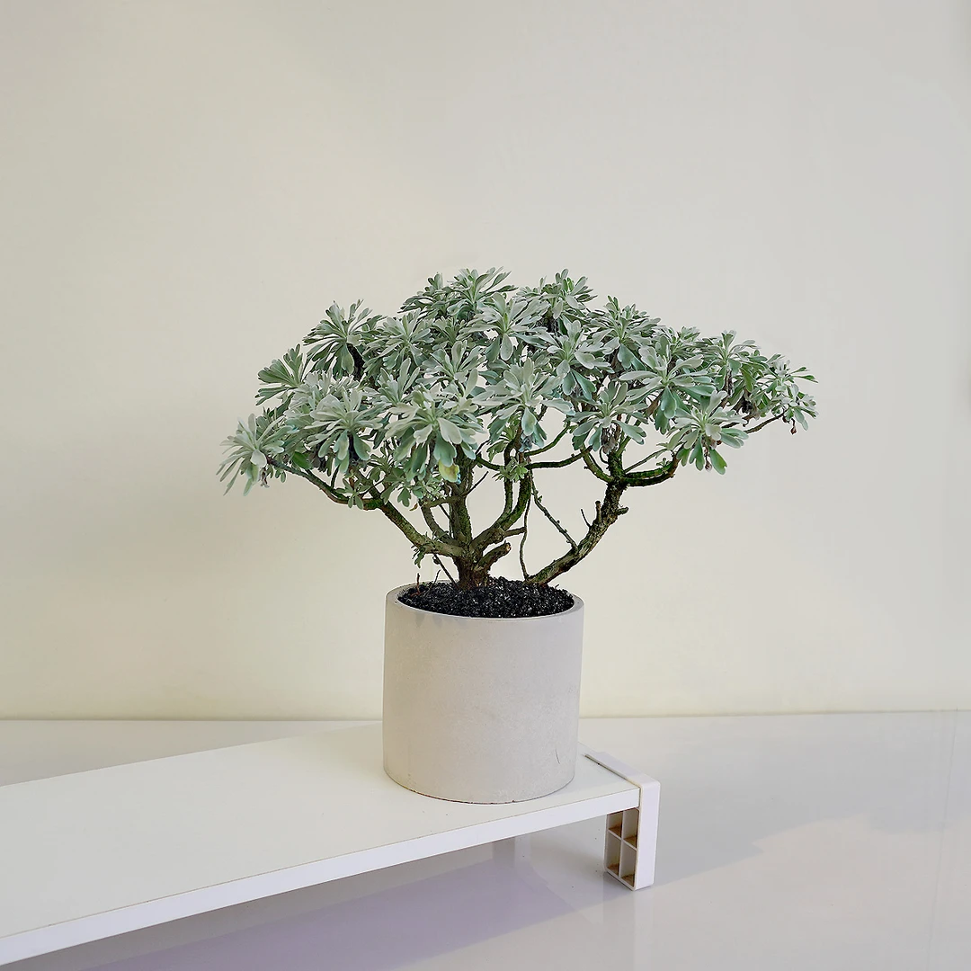 【芙蓉菊】相逢不语 一朵芙蓉著秋雨 玉芙蓉海花卉阳台庭院阳台绿植