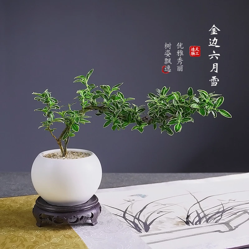 六月雪室内小盆栽微景盆景新中式茶室办公桌书房窗台桌面造型摆件