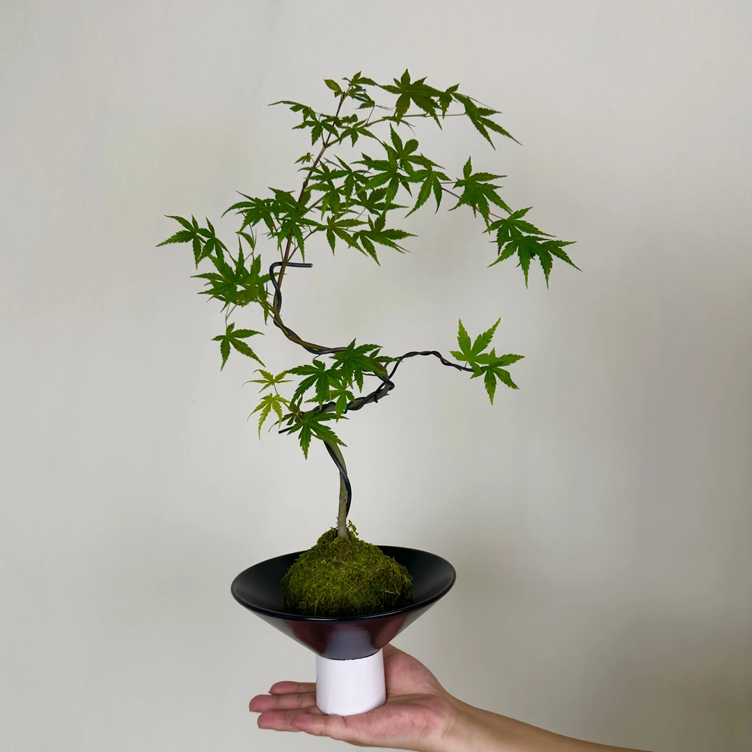 【造型流泉枫】盆栽室内外观叶植物四季好养花卉绿植盆景净化空气