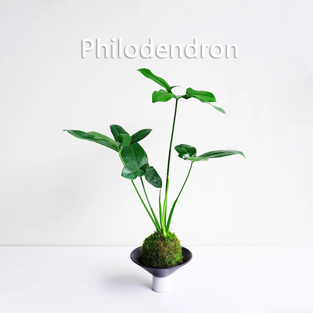 【印第安羽毛】高级孤寂羽毛盆栽小众植物四季常绿盆景简约风格绿植