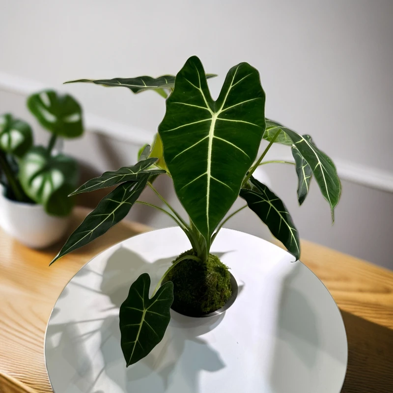 【520鲜花】绿天鹅绒海芋苔藓球植物盆栽老桩客厅阳台绿植观叶植物