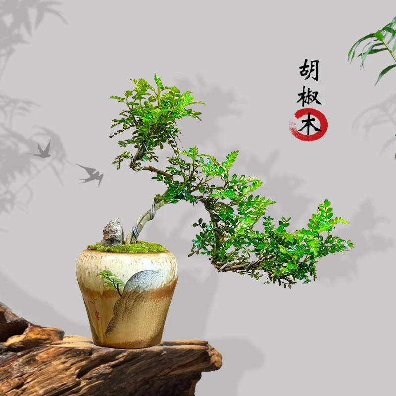 胡椒木绿植办公室桌面绿植花卉盆栽室内室外阳台客厅绿植防辐射