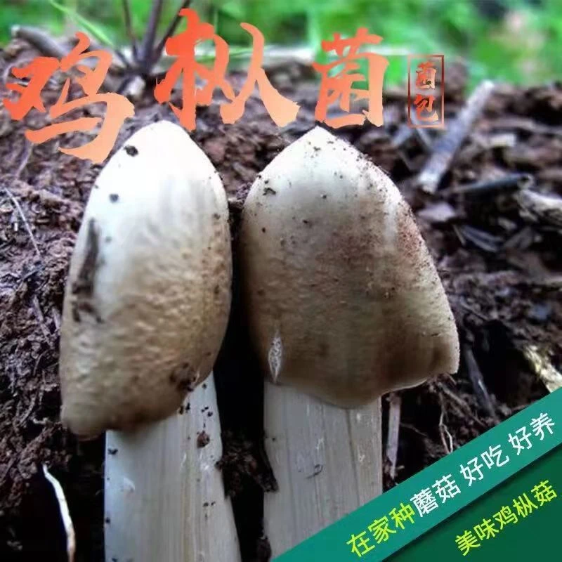 鸡枞菌菌种伞把菇三塔菌种籽云南菌菇种籽子鸡枞菌种子菌包栽培种