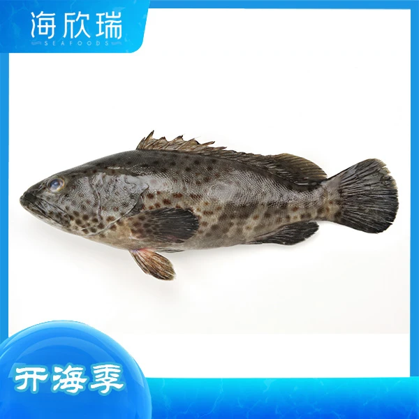 石斑鱼