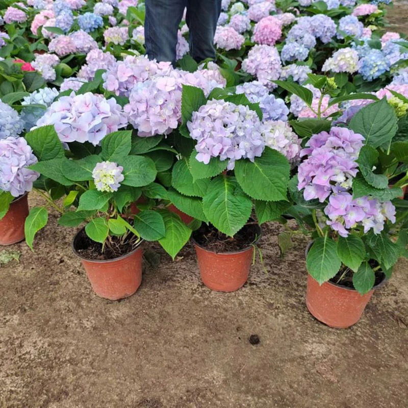 绣球花镜苗八仙花 无尽夏工程苗别墅花园绿化花期长久 渐变色