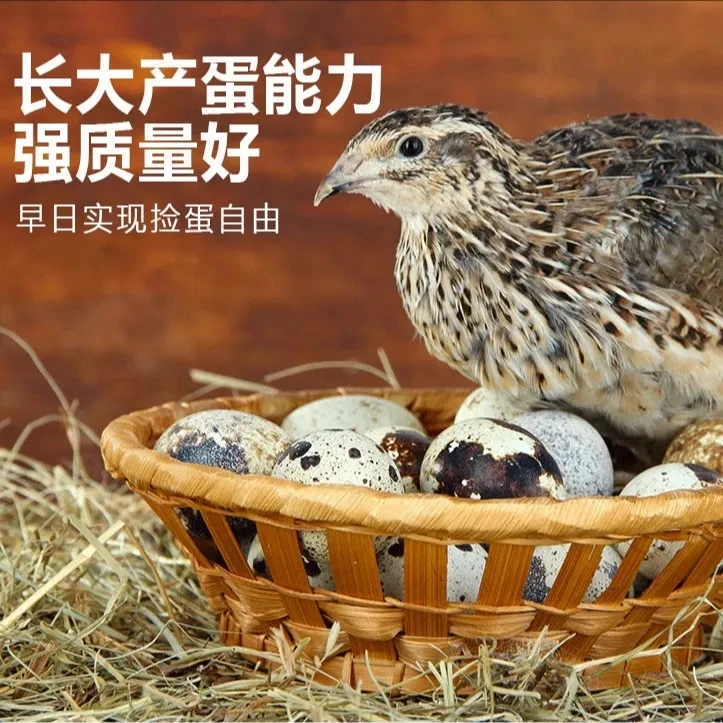 青年鹌鹑 包邮到家
