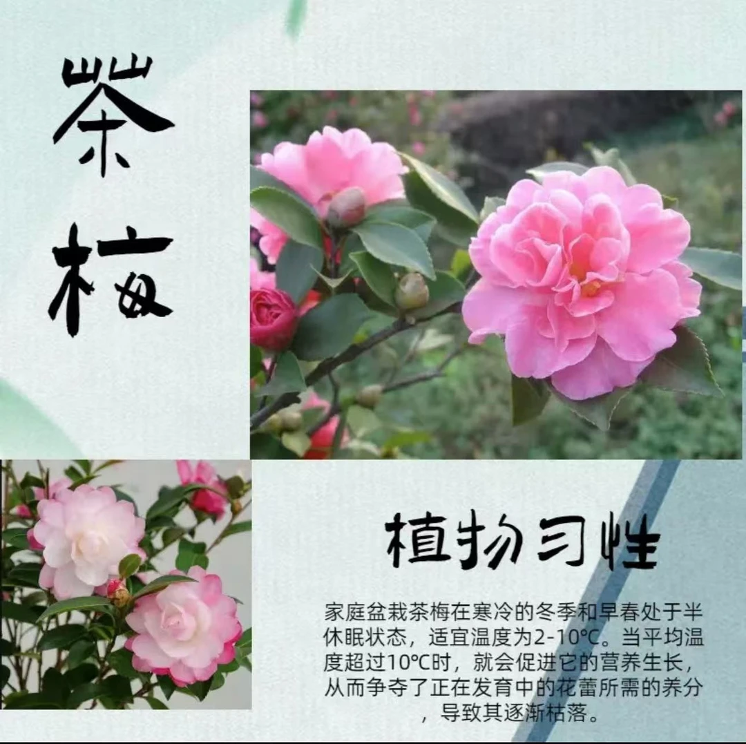 【一物一拍】 茶梅 财神立寒丹玉朝仓前台接待庭院楼顶植物好养好活